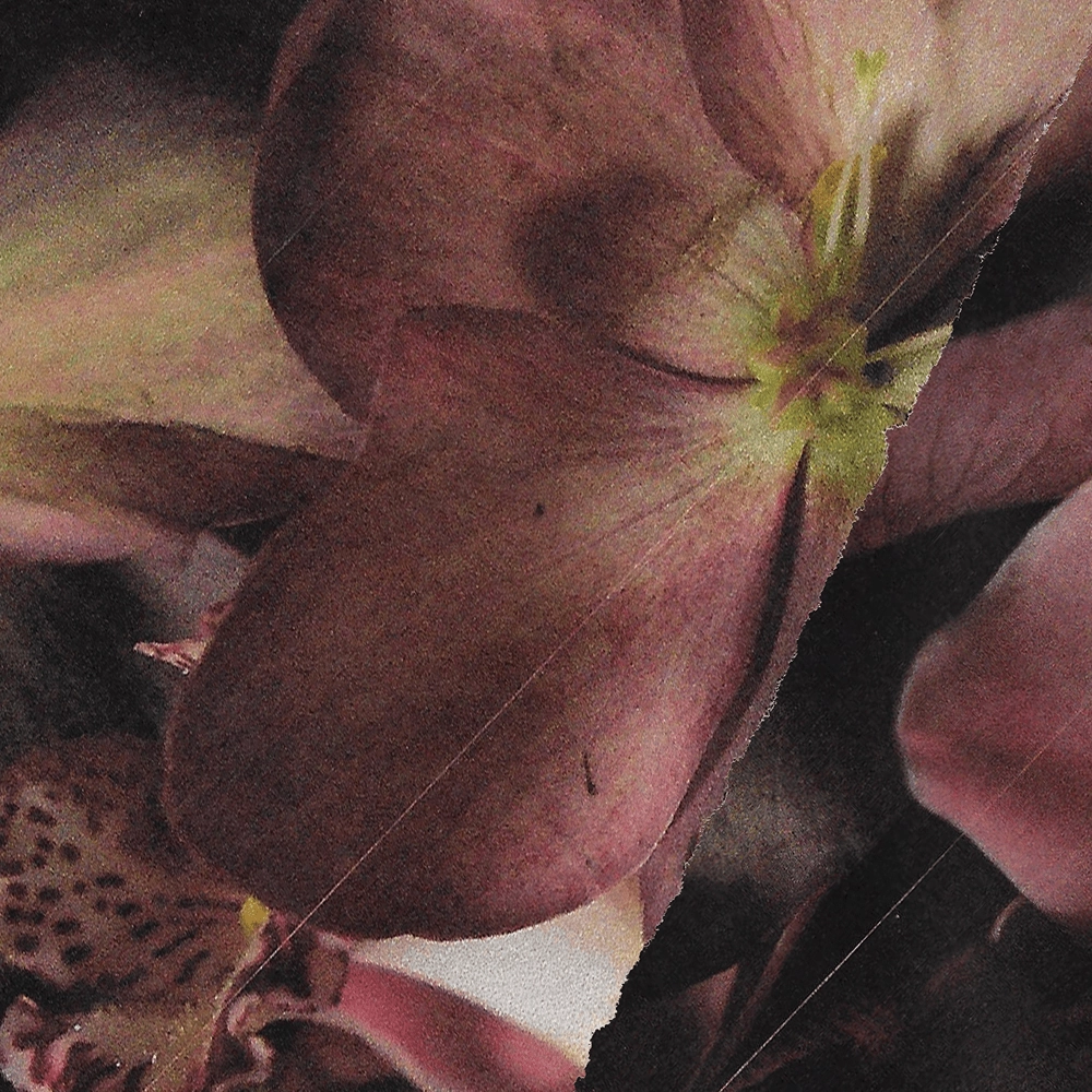 Winter Piece Midnight Blossom Studs